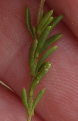 Felicia hyssopifolia