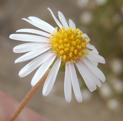 Image of Felicia hyssopifolia by (c) Nicola van Berkel, some rights reserved (CC BY-SA)