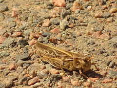 Pardalophora apiculata