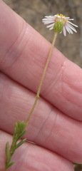 Felicia hyssopifolia
