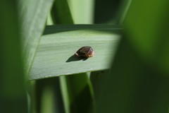 Succineoidea