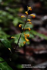 Globba pendula