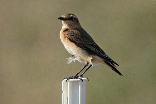 Northern Wheatear