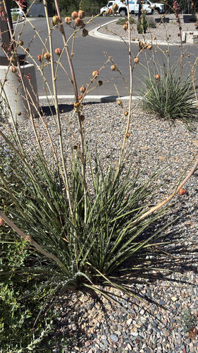 red yucca