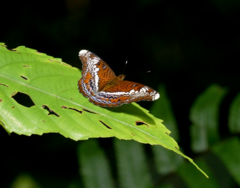 Lebadea martha parkeri