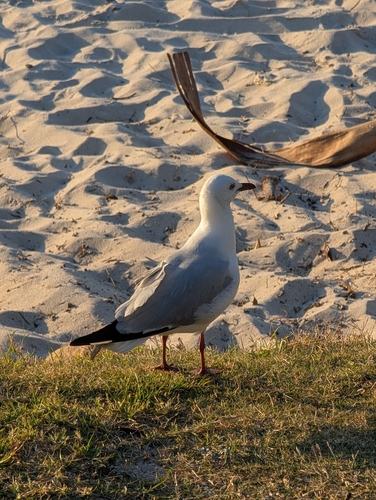 iNaturalist image