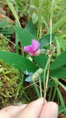 Lathyrus linifolius montanus