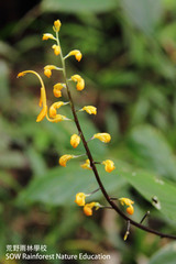 Globba pendula