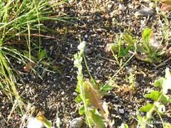 Lysimachia linum-stellatum