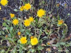 Leontodon longirostris