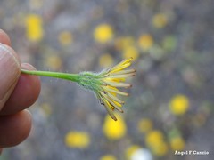 Leontodon longirostris