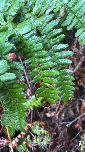 iNaturalist observation photo of wood ferns