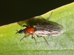 Dilophus strigilatus