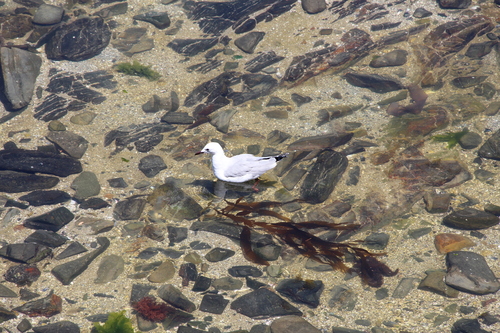 iNaturalist image