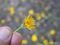 Leontodon longirostris