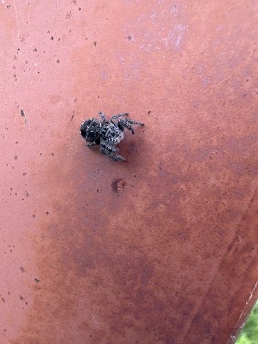 Boreal Tufted Jumping Spider