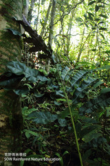 Hornstedtia reticulata