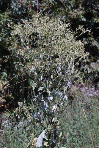 pale Indian plantain