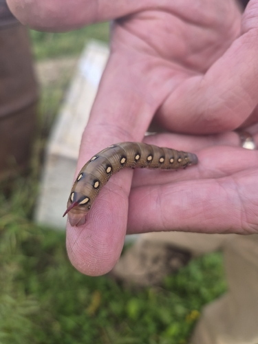 Bedstraw Hawkmoth