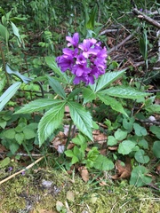 Cardamine pentaphyllos