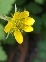 Geum urbanum
