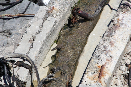 iNaturalist image