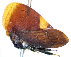 Membracis dorsata