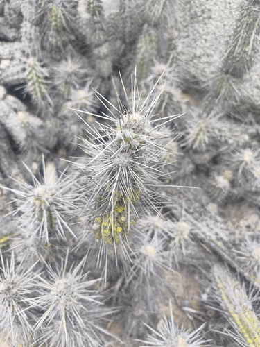 Eulychnia breviflora, photograph 6