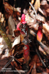 Hornstedtia reticulata