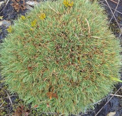 Oreobolus pectinatus