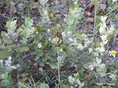 Centranthus calcitrapae