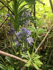 Hyacinthoides