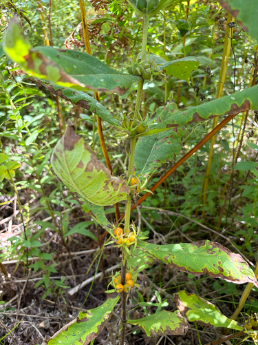 Triosteum perfoliatum, photograph 5
