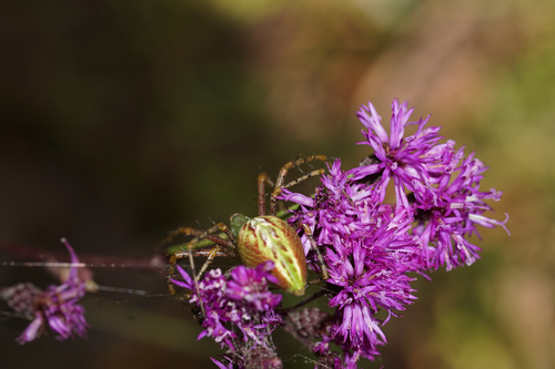 Green Lynx Spider