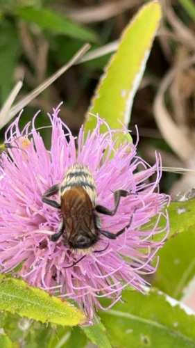 American Bumble Bee