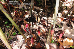 Hornstedtia reticulata