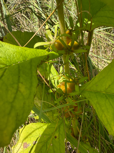 Triosteum perfoliatum