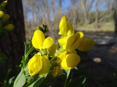 Thermopsis divaricarpa