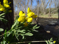 Thermopsis divaricarpa
