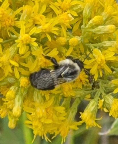 Common Eastern Bumble Bee