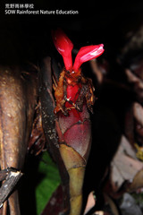 Hornstedtia reticulata