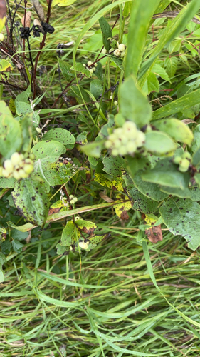 Western Snowberry