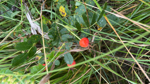 prairie rose