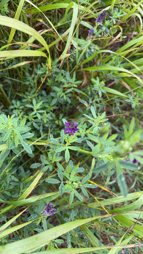 Alfalfa