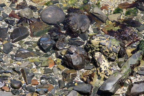 iNaturalist image