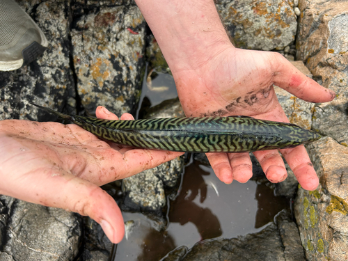 Atlantic Mackerel