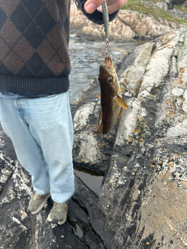 Atlantic Pollock