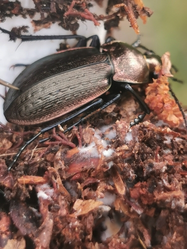 moorland ground beetle