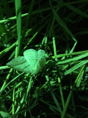 Petrophora subaequaria