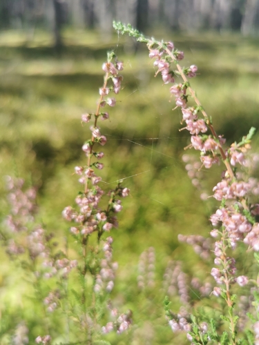 common heather